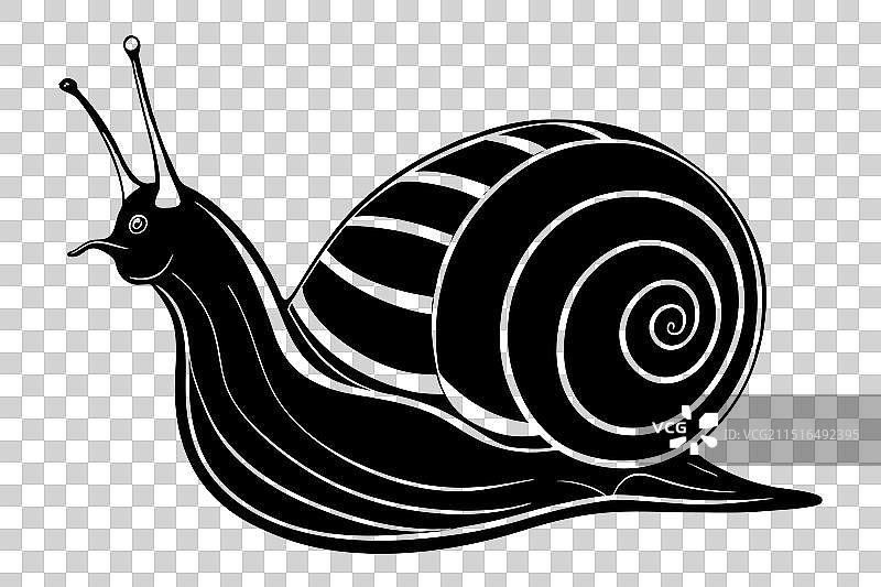 非洲陆地蜗牛图片素材