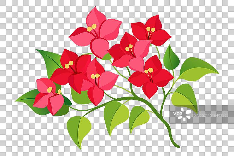 扁平风格三角梅花朵图片素材