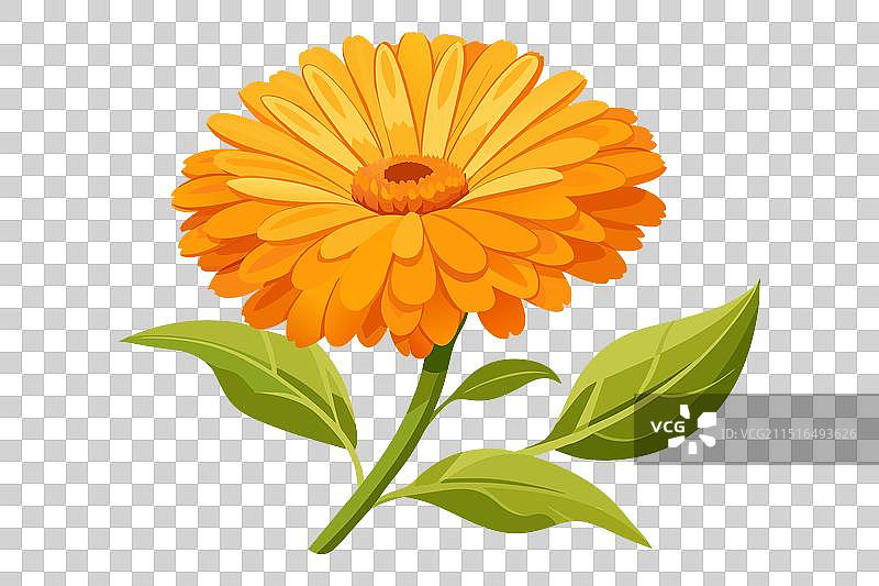 扁平风格的金盏花图片素材