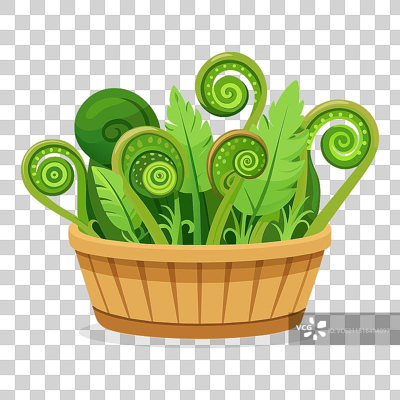 篮子里的蕨菜：绿色叶类蔬菜图片素材