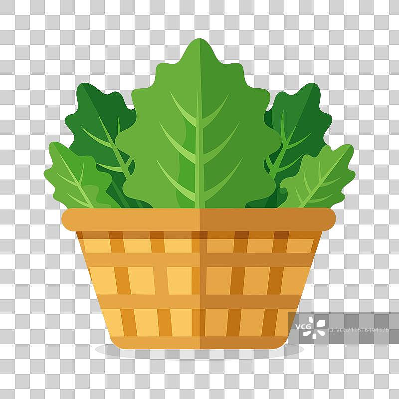 篮子里的绿色多叶蔬菜羽衣甘蓝图片素材