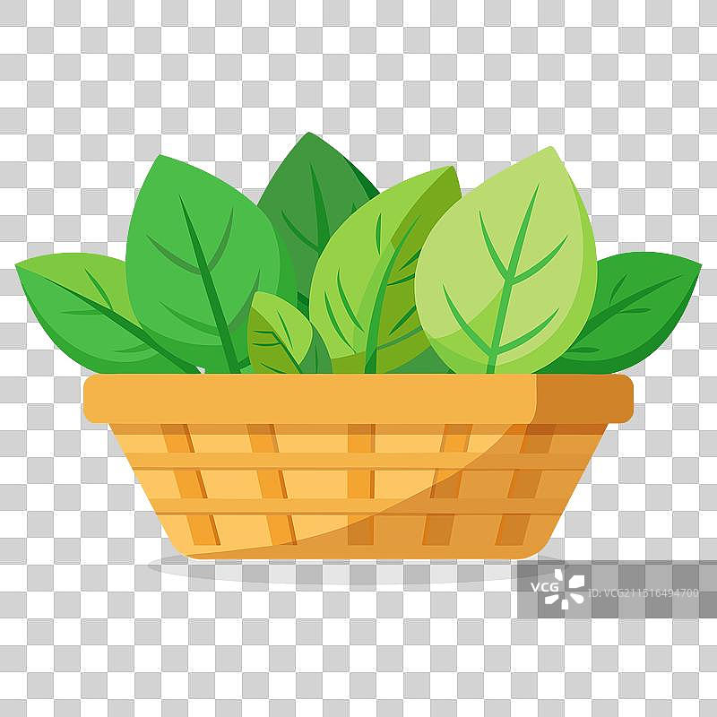 篮子里的酢浆草绿色叶类蔬菜图片素材
