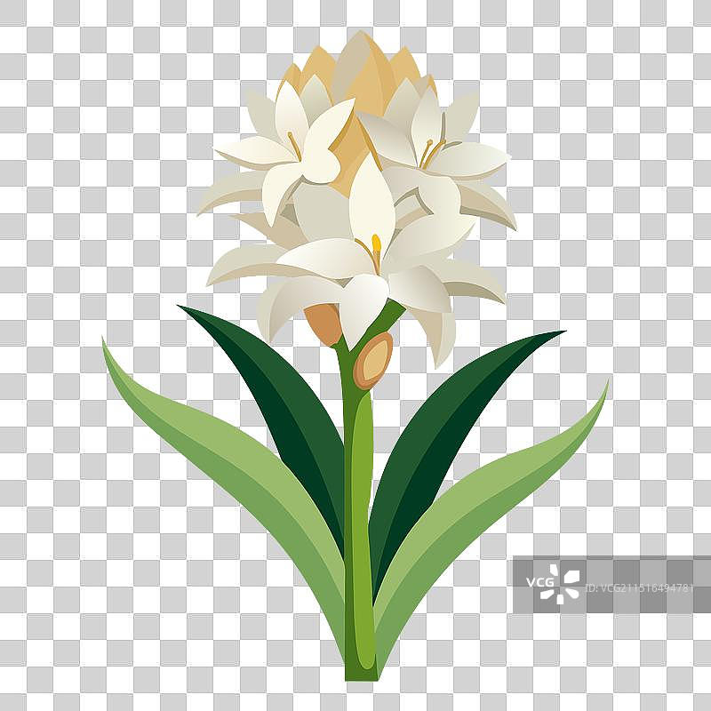 白色背景上的平放晚香玉花图片素材