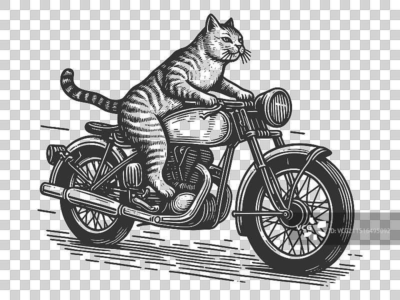 猫咪骑摩托车图片素材