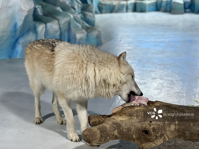 哈尔滨极地馆图片素材