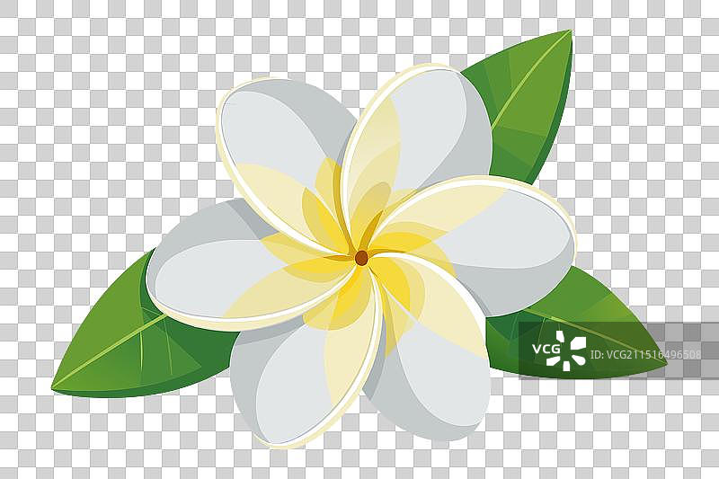 白色鸡蛋花图片素材