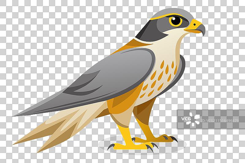 白色背景上的猎鹰图片素材