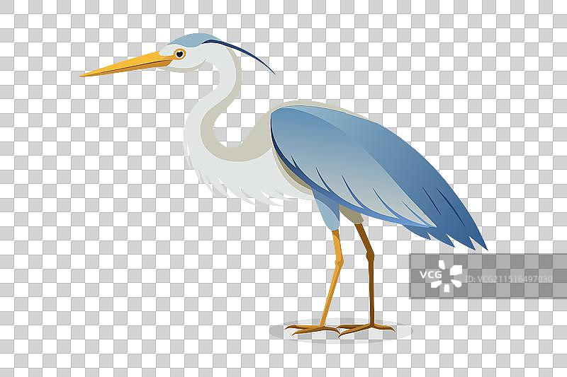 白色背景上的大白鹭图片素材