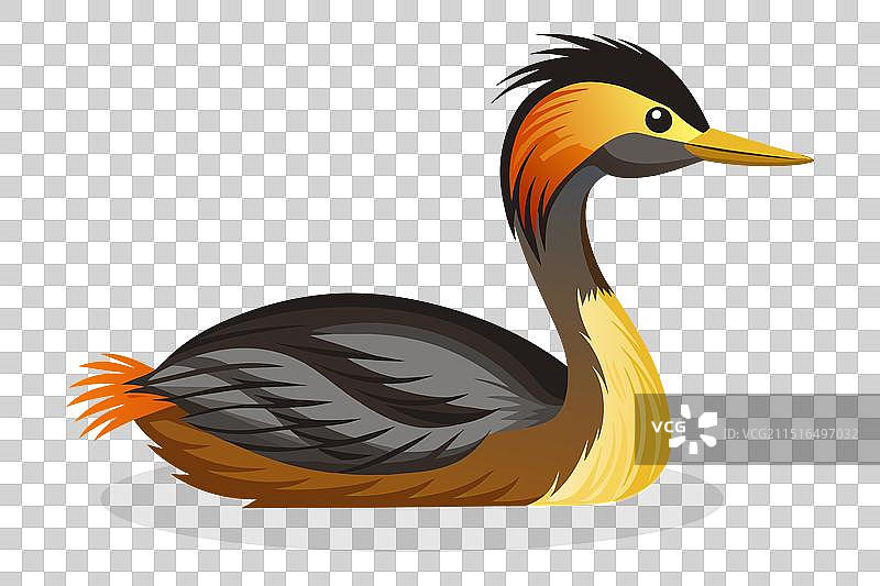 白色背景上的䴙䴘鸟图片素材