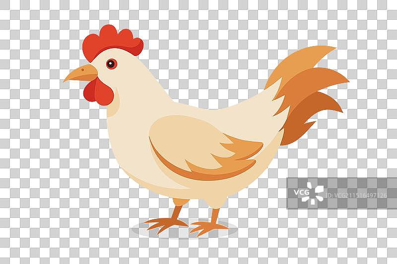 白色背景上的母鸡图片素材