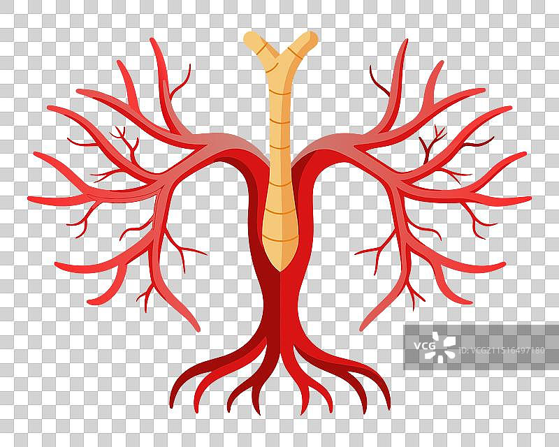 人体动脉身体部位扁平隔离图图片素材