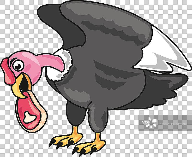 安第斯秃鹰正在吃肉图片素材