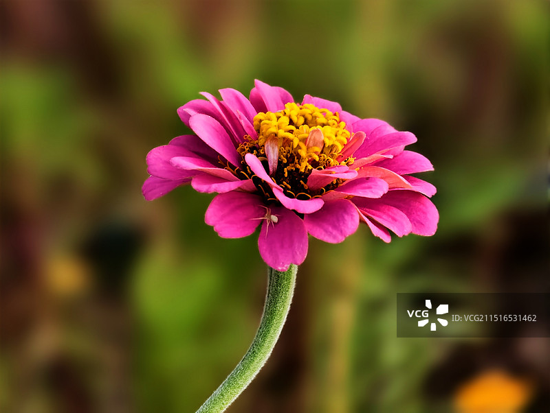 百日菊图片素材