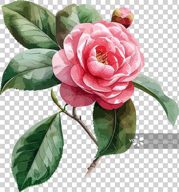 茶花剪贴画图片素材