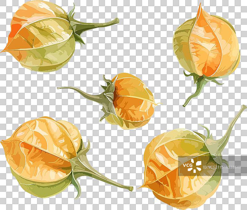 带隔离的灯笼果剪贴画图片素材