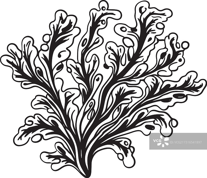 带有涂鸦海藻的沿海书法设计图片素材