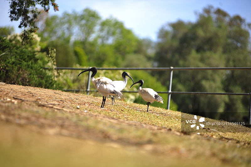 澳大利亚白鹭苍鹭野生动物飞鸟图片素材