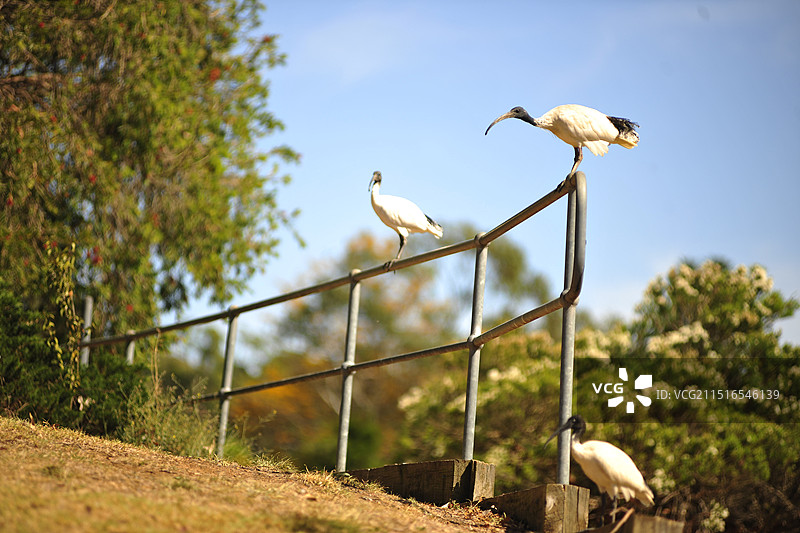 澳大利亚白鹭苍鹭野生动物飞鸟图片素材