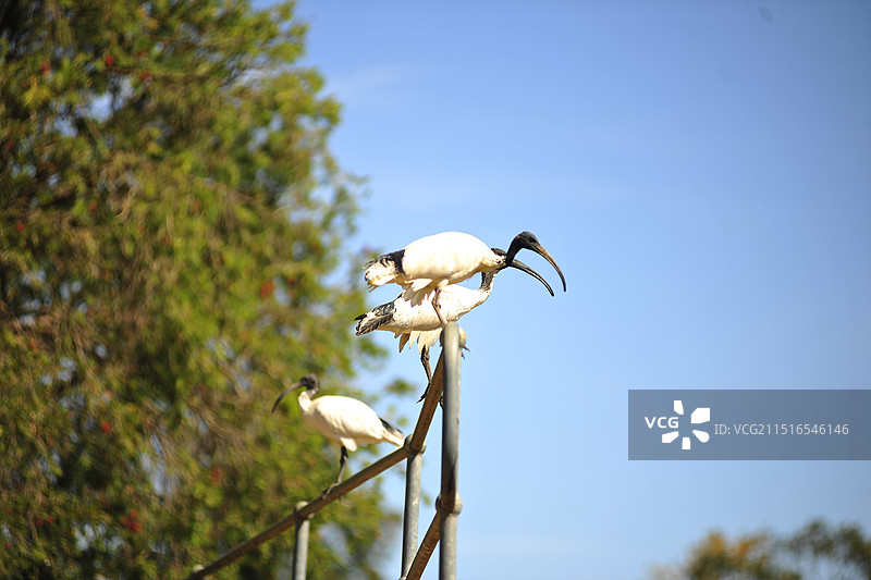 澳大利亚白鹭苍鹭野生动物飞鸟图片素材