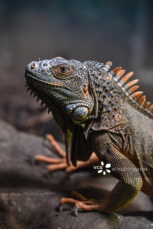 动物园中的蜥蜴图片素材