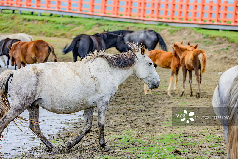甘南河曲马场吃草喝水的马图片素材