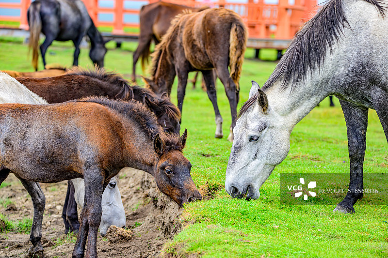 甘南河曲马场吃草喝水的马图片素材