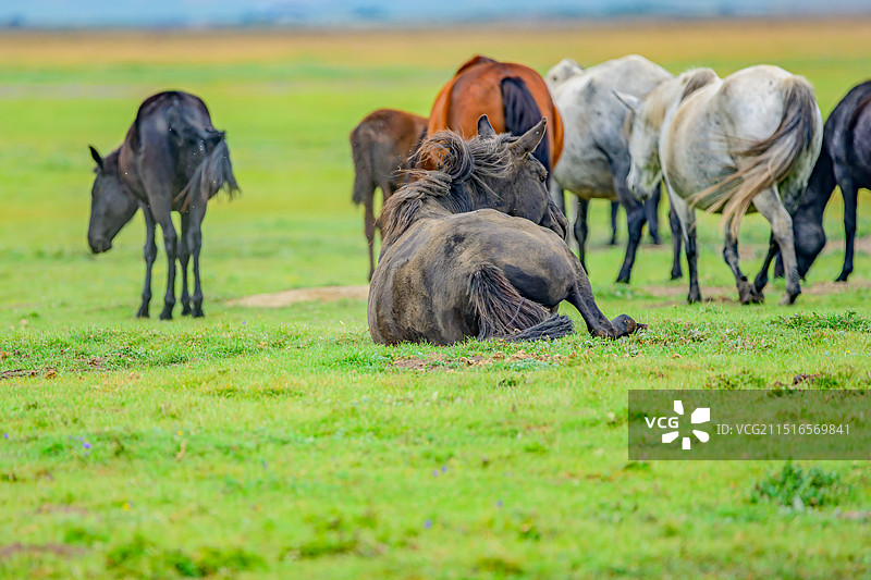 甘南河曲马场吃草喝水的马图片素材