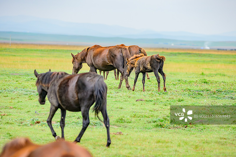 甘南河曲马场吃草喝水的马图片素材