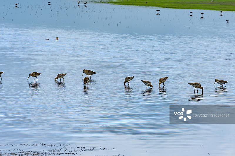 甘南河曲马场湖边的鸟、斑尾塍鹬、中华秋沙鸭、雨燕、斑头雁图片素材