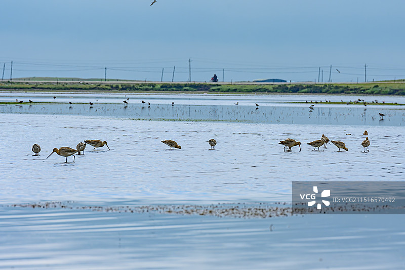 甘南河曲马场湖边的鸟、斑尾塍鹬、中华秋沙鸭、雨燕、斑头雁图片素材