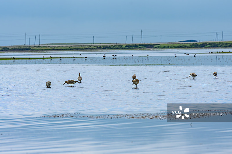 甘南河曲马场湖边的鸟、斑尾塍鹬、中华秋沙鸭、雨燕、斑头雁图片素材