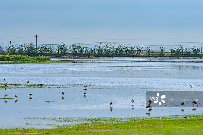 甘南河曲马场湖边的鸟、斑尾塍鹬、中华秋沙鸭、雨燕、斑头雁图片素材