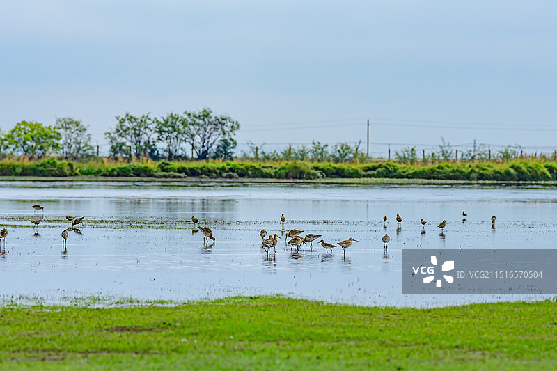 甘南河曲马场湖边的鸟、斑尾塍鹬、中华秋沙鸭、雨燕、斑头雁图片素材