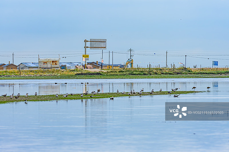 甘南河曲马场湖边的鸟、斑尾塍鹬、中华秋沙鸭、雨燕、斑头雁图片素材