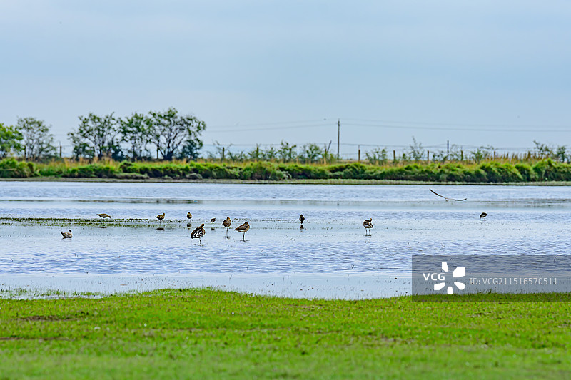 甘南河曲马场湖边的鸟、斑尾塍鹬、中华秋沙鸭、雨燕、斑头雁图片素材