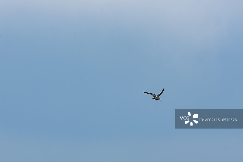 甘南河曲马场湖边的鸟、斑尾塍鹬、中华秋沙鸭、雨燕、斑头雁图片素材