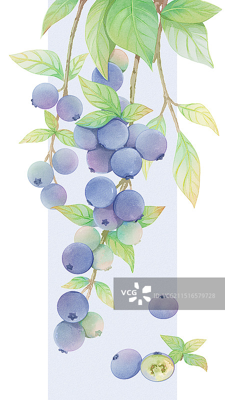 插画夏天节气水果蓝莓水彩图片素材