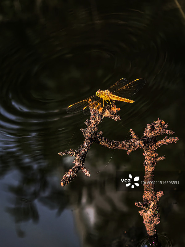 蜻蜓戏水图片素材