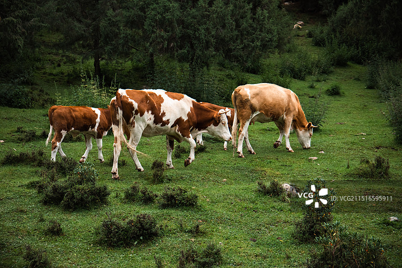 武威天祝冰沟河生态文化旅游景区图片素材