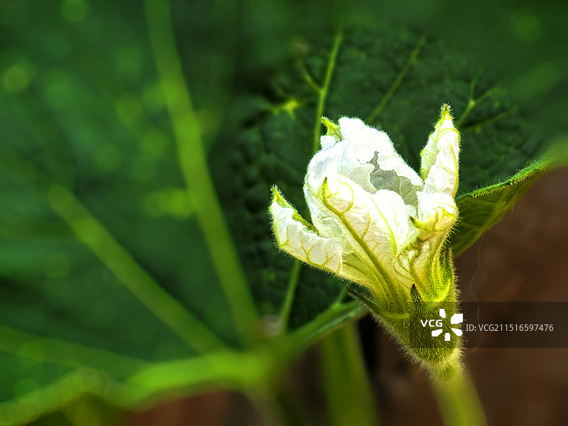 南瓜花图片素材