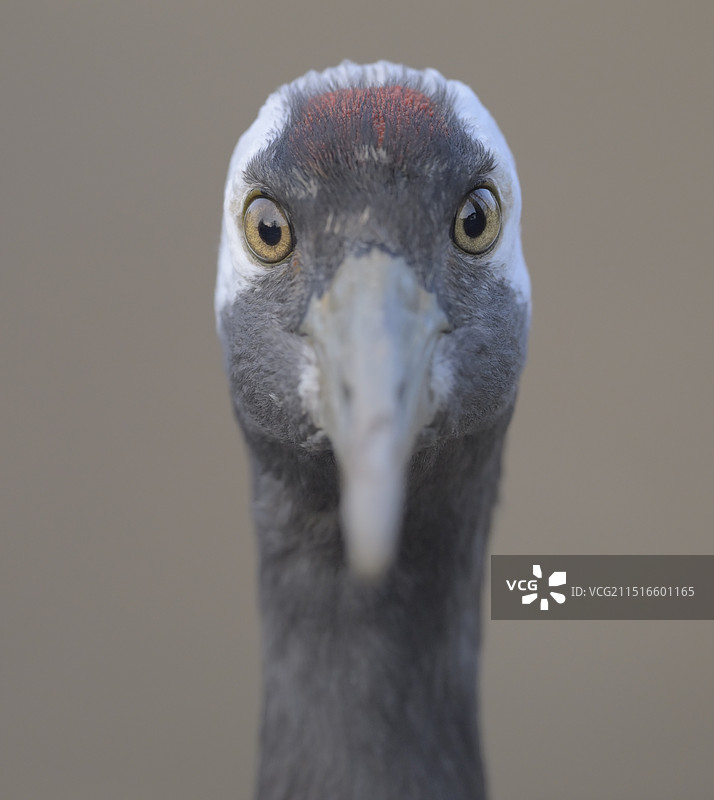 正面肖像(丹顶鹤)图片素材