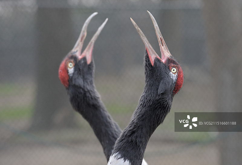 鸣叫(黑颈鹤)图片素材
