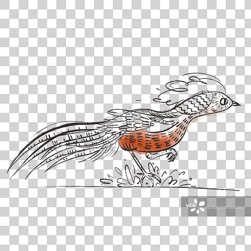 红腹锦鸡图片素材