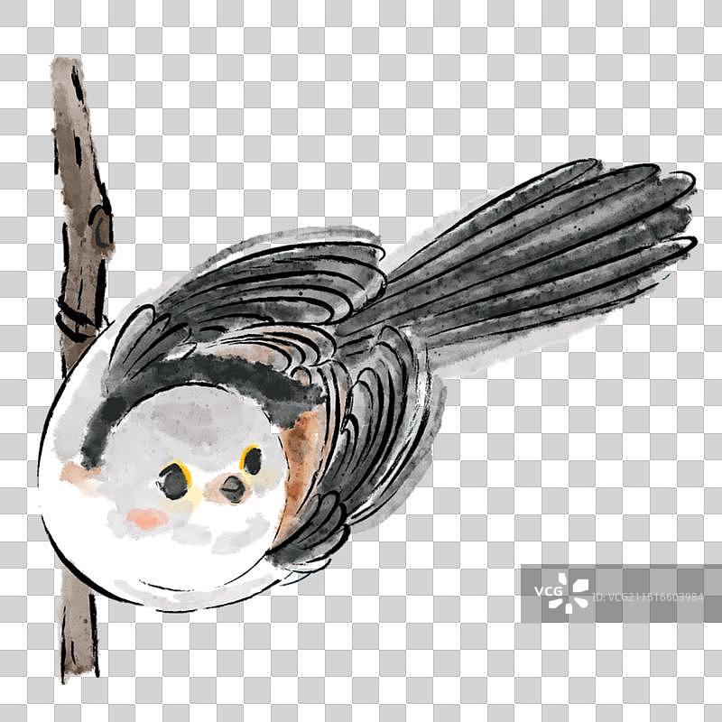 北长尾山雀图片素材