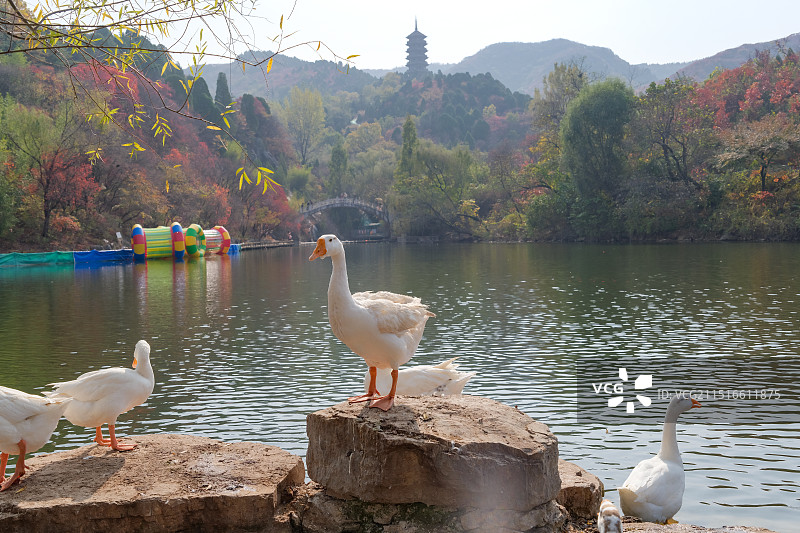 山东济南红叶谷绚秋湖岩石上栖息的白鹅图片素材