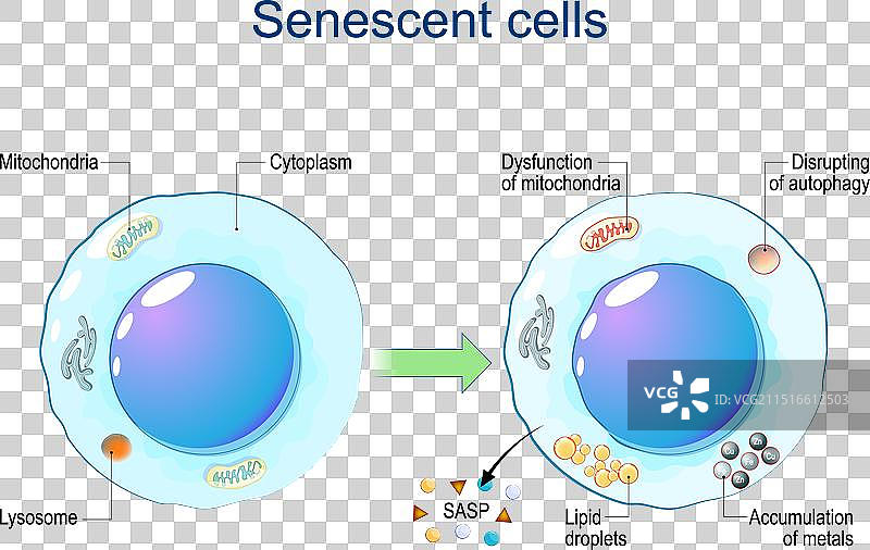 衰老细胞图片素材