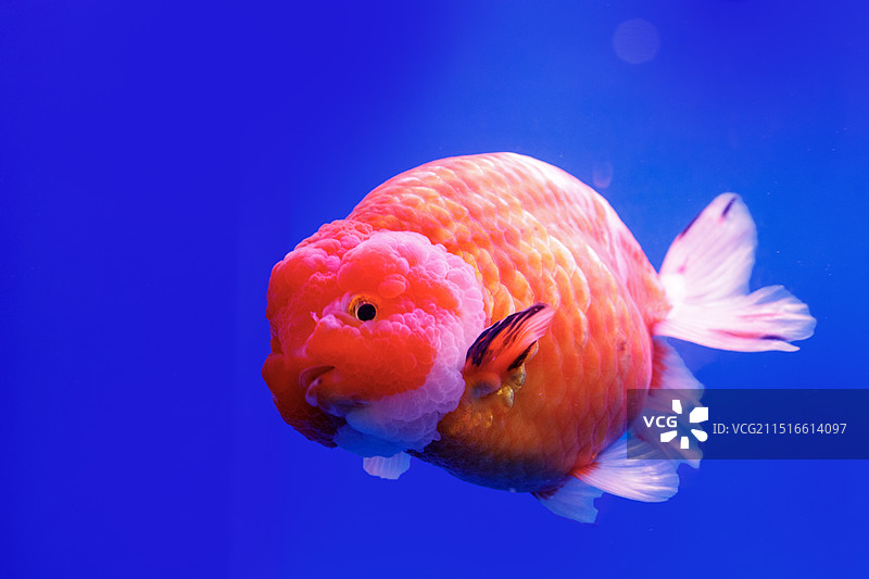 中国兰寿金鱼图片素材