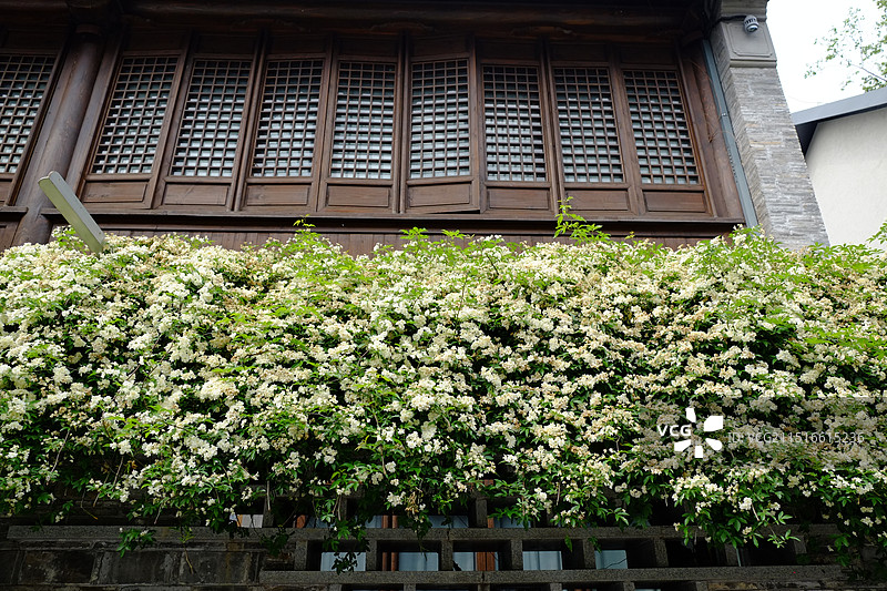 街边花团锦簇的春天图片素材