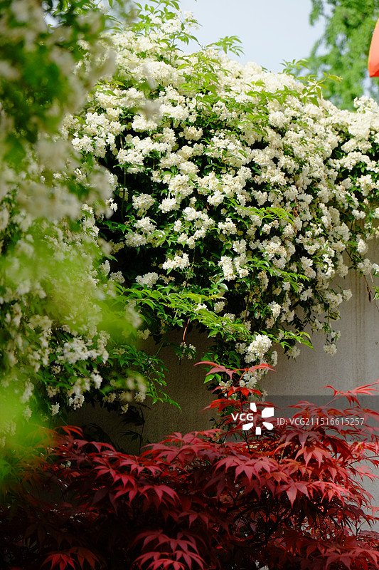 街边花团锦簇的春天图片素材