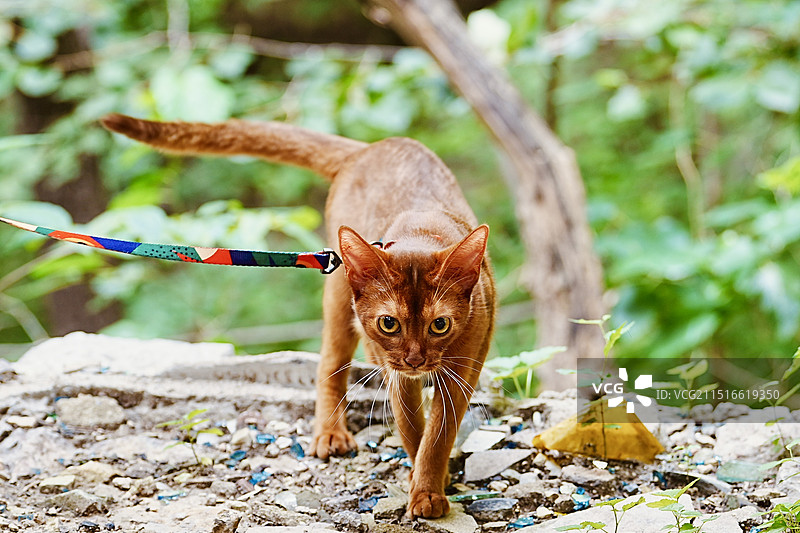 阿比西尼亚猫图片素材